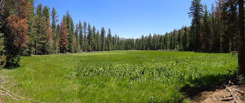 hockett meadow